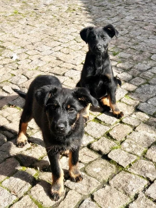 Lara e Lira, female puppy Mixed Breed for adoption at ABRA Braga, Braga