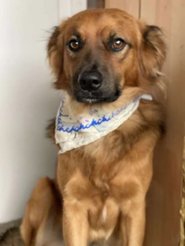 Leão, male 4yo Mixed Breed for adoption at ABRA Braga, Braga