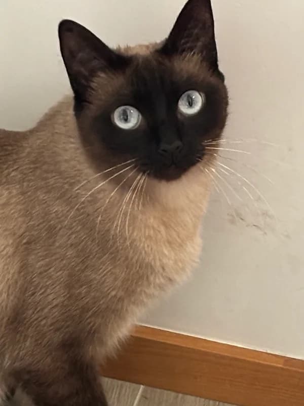 Liz, female Mixed Breed for adoption at ABRA Braga, Braga