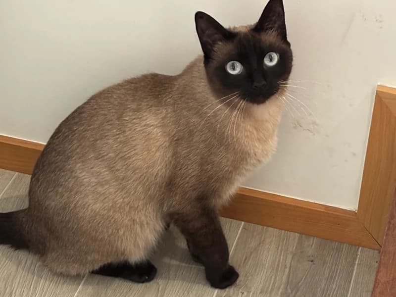 Liz, female Mixed Breed for adoption at ABRA Braga, Braga — photo 2 of 3