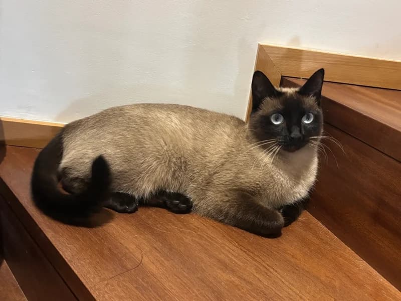 Liz, female Mixed Breed for adoption at ABRA Braga, Braga — photo 3 of 3