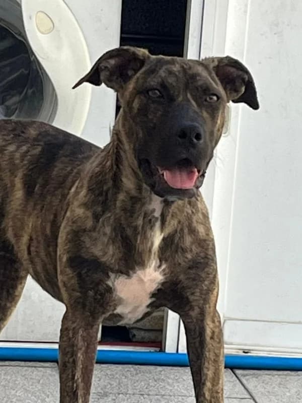 Luna, female young Mixed Breed for adoption at ABRA Braga, Braga