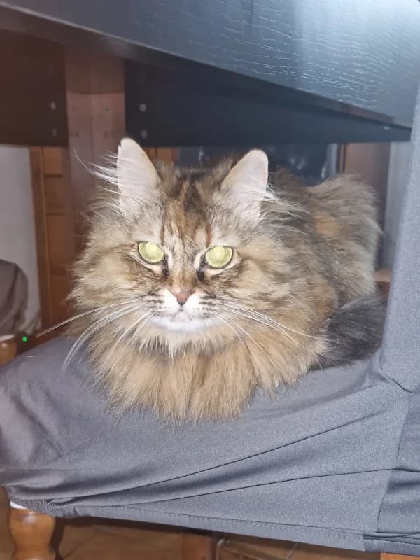 Luna, female Mixed Breed for adoption at ABRA Braga, Braga