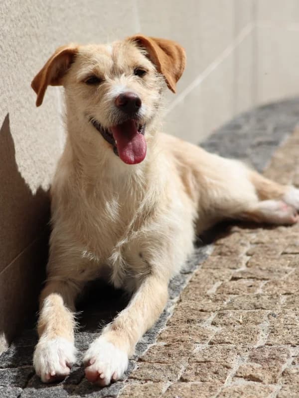 Luna, female 4yo Mixed Breed for adoption at ABRA Braga, Braga