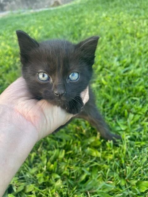 Lurdes, female Mixed Breed for adoption at ABRA Braga, Braga