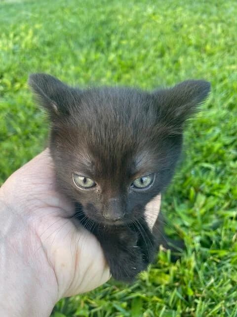 Lurdes, female Mixed Breed for adoption at ABRA Braga, Braga — photo 2 of 2