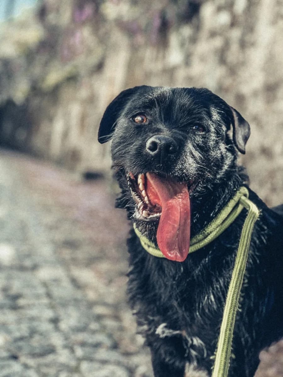 Máni, male young Mixed Breed for adoption at ABRA Braga, Braga