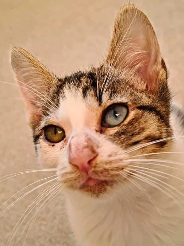 Martha, female Mixed Breed for adoption at ABRA Braga, Braga