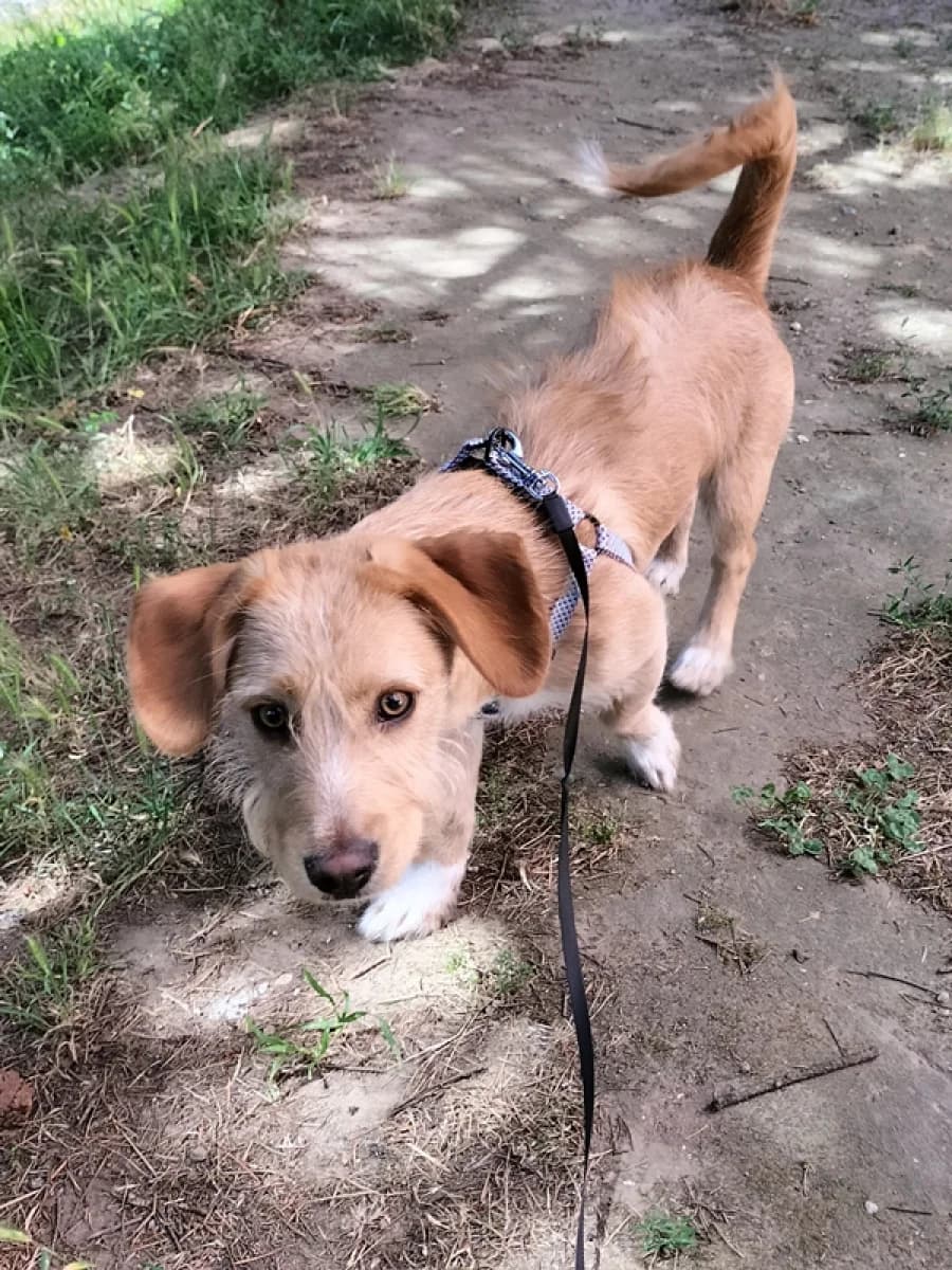 Max, male young Mixed Breed for adoption at ABRA Braga, Braga