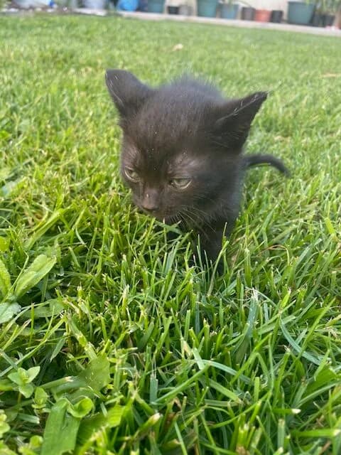 Melinha, female Mixed Breed for adoption at ABRA Braga, Braga — photo 2 of 2