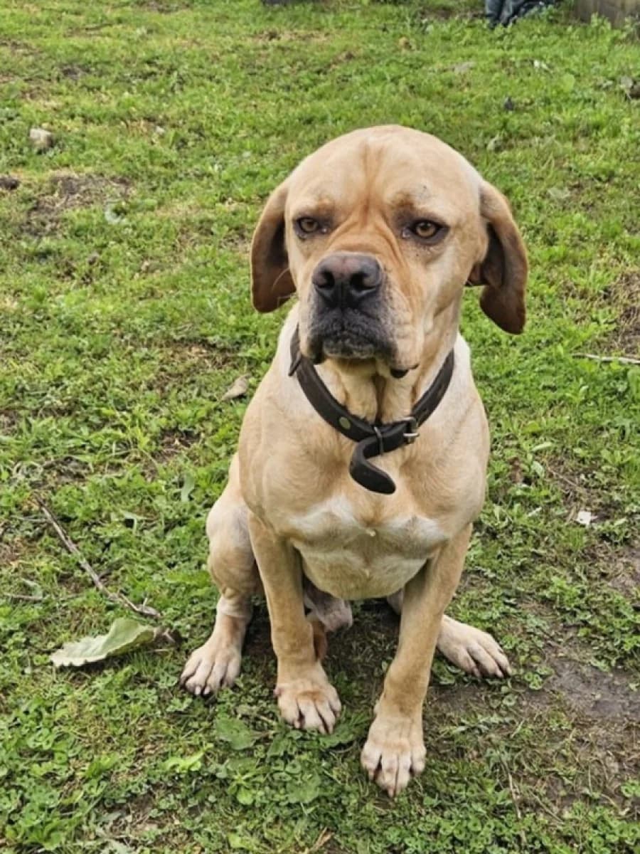 Mike, male 4yo Mixed Breed for adoption at ABRA Braga, Braga