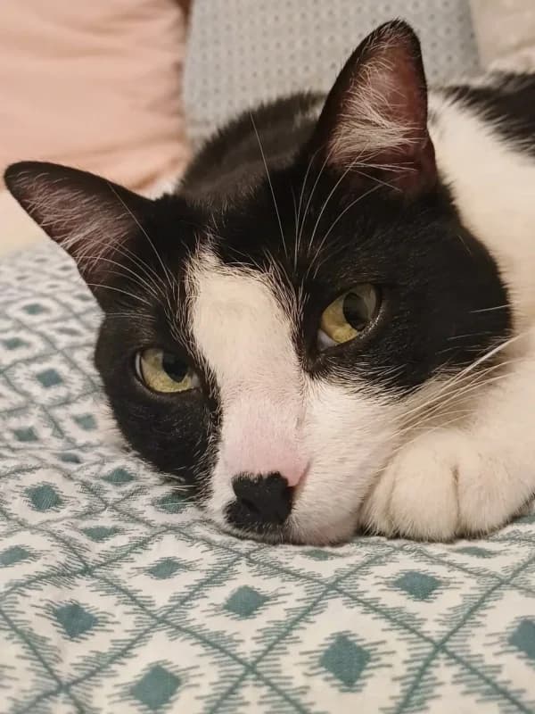 Mimosa, female Mixed Breed for adoption at ABRA Braga, Braga