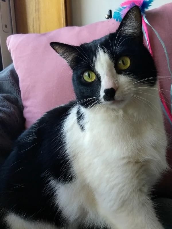 Mimosa, female Mixed Breed for adoption at ABRA Braga, Braga — photo 2 of 4