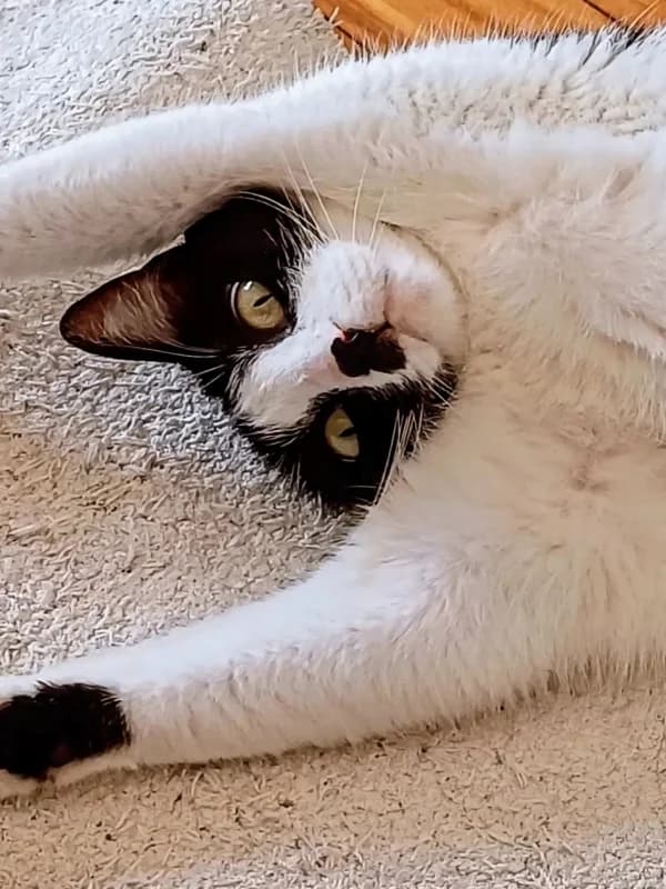 Mimosa, female Mixed Breed for adoption at ABRA Braga, Braga — photo 3 of 4