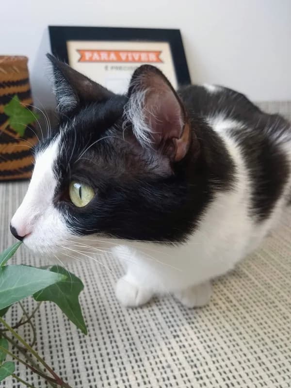 Mimosa, female Mixed Breed for adoption at ABRA Braga, Braga — photo 4 of 4