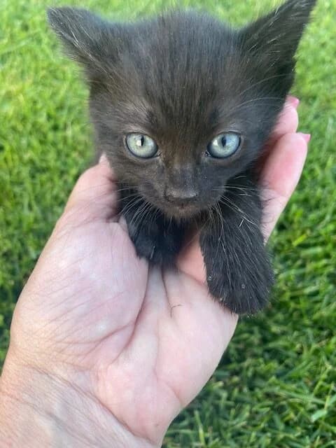 Moreno, male Mixed Breed for adoption at ABRA Braga, Braga