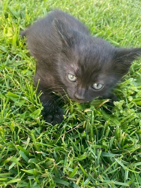 Moreno, male Mixed Breed for adoption at ABRA Braga, Braga — photo 2 of 2