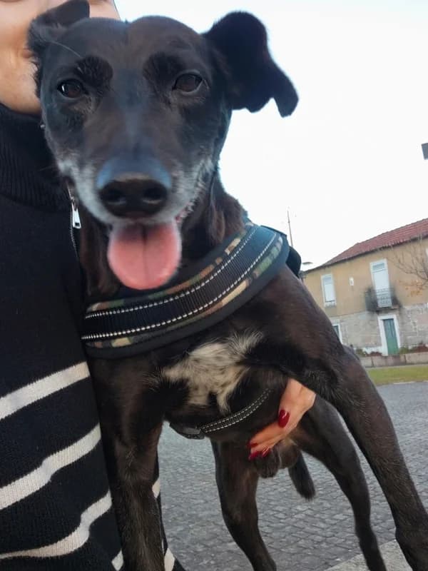 Nero, male young Mixed Breed for adoption at ABRA Braga, Braga