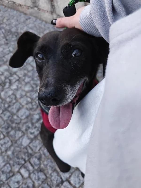 Nero, male Mixed Breed for adoption at ABRA Braga, Braga — photo 2 of 2