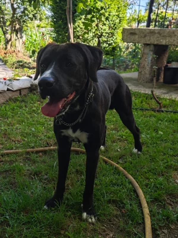 Nero, male 4yo Mixed Breed for adoption at ABRA Braga, Braga