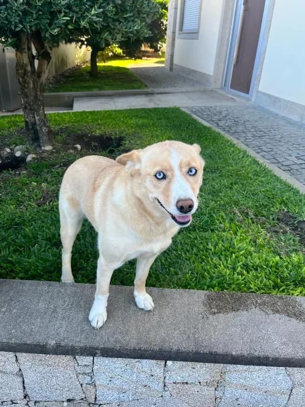 Nina, female Mixed Breed for adoption at ABRA Braga, Braga