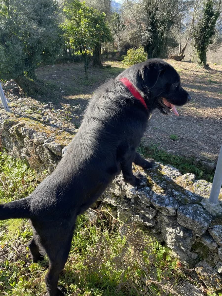 Olívio, male 4yo Mixed Breed for adoption at ABRA Braga, Braga