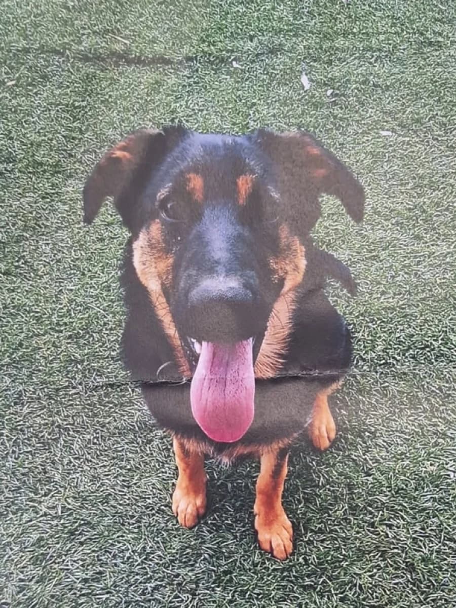 Pany, male young Mixed Breed for adoption at ABRA Braga, Braga