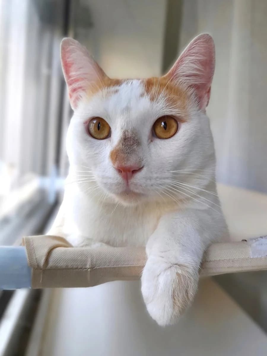 Poki, male Mixed Breed for adoption at ABRA Braga, Braga