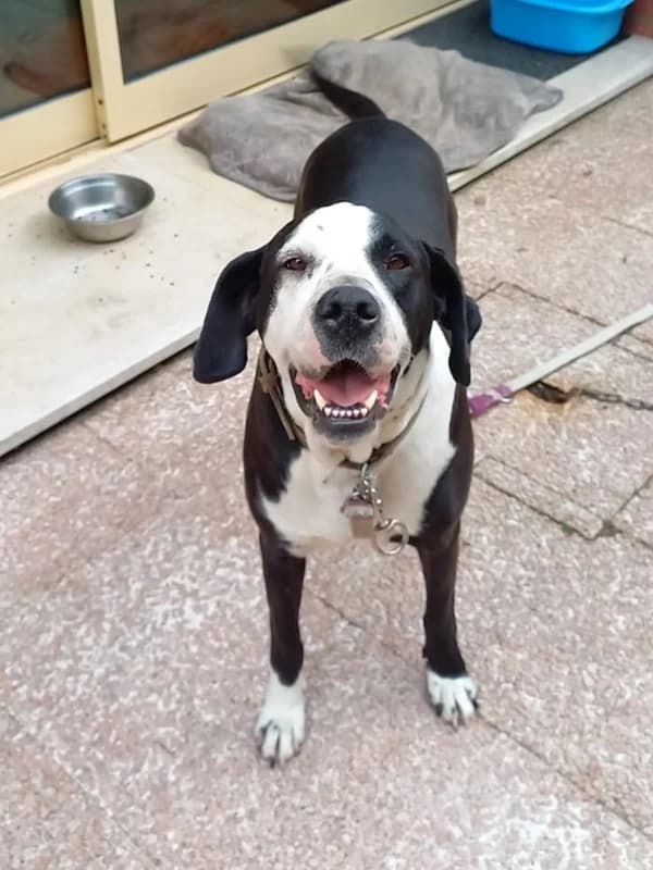 Quixote, male Mixed Breed for adoption at ABRA Braga, Braga