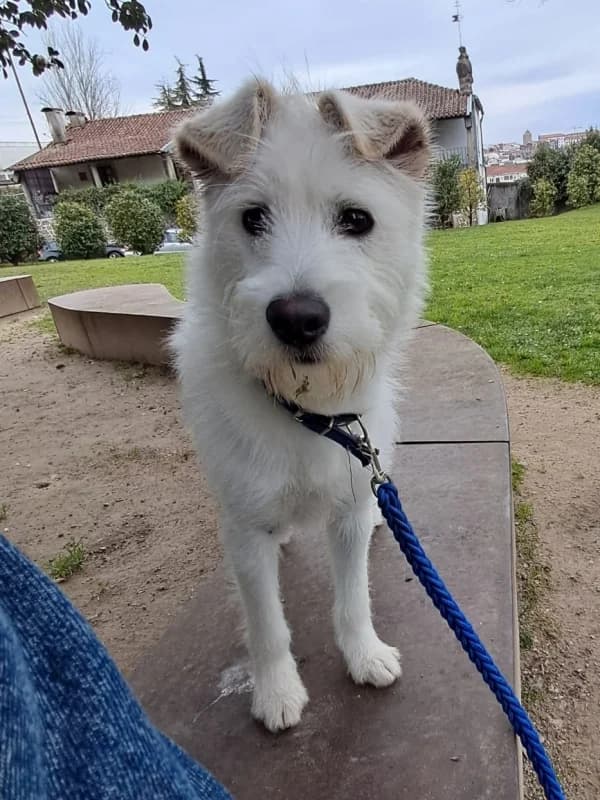 Rocky, male young Mixed Breed for adoption at ABRA Braga, Braga