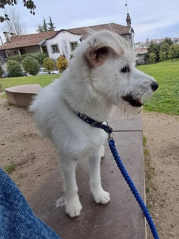 Rocky, male Mixed Breed for adoption at ABRA Braga, Braga — photo 2 of 4