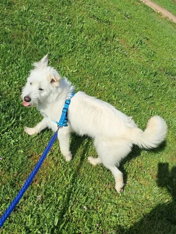 Rocky, male Mixed Breed for adoption at ABRA Braga, Braga — photo 3 of 4