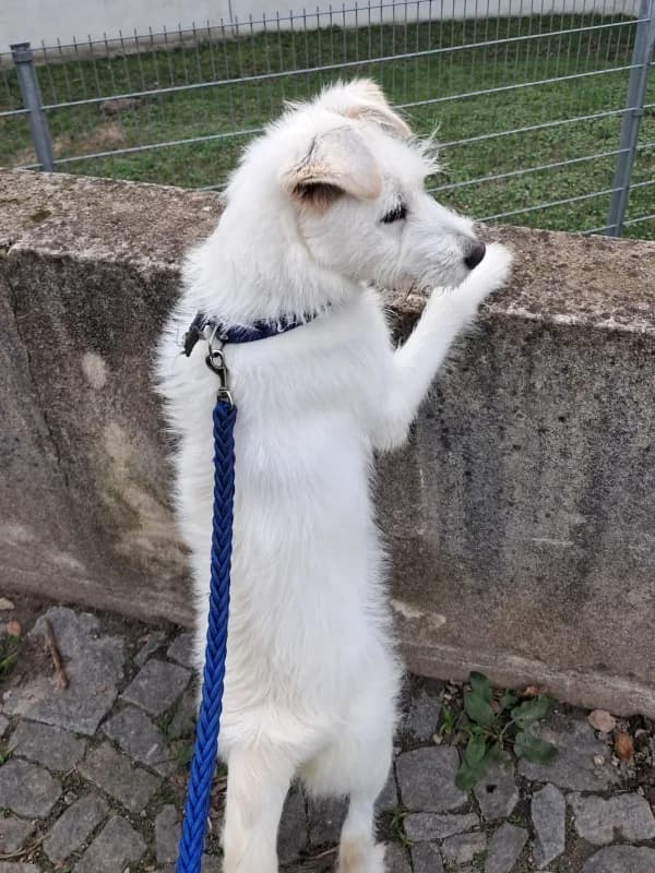 Rocky, male Mixed Breed for adoption at ABRA Braga, Braga — photo 4 of 4