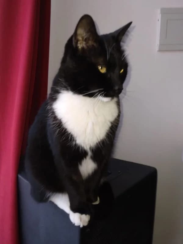 Sopatía, male Mixed Breed for adoption at ABRA Braga, Braga