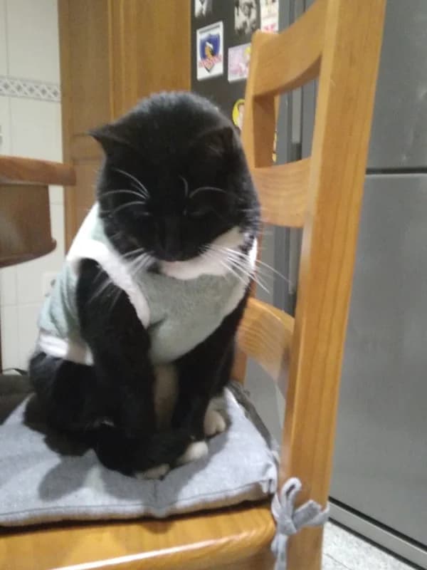 Sopatía, male Mixed Breed for adoption at ABRA Braga, Braga — photo 2 of 2