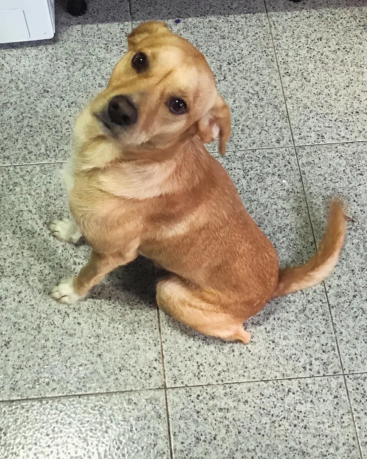 Super Fofo, male 4yo Mixed Breed for adoption at ABRA Braga, Braga