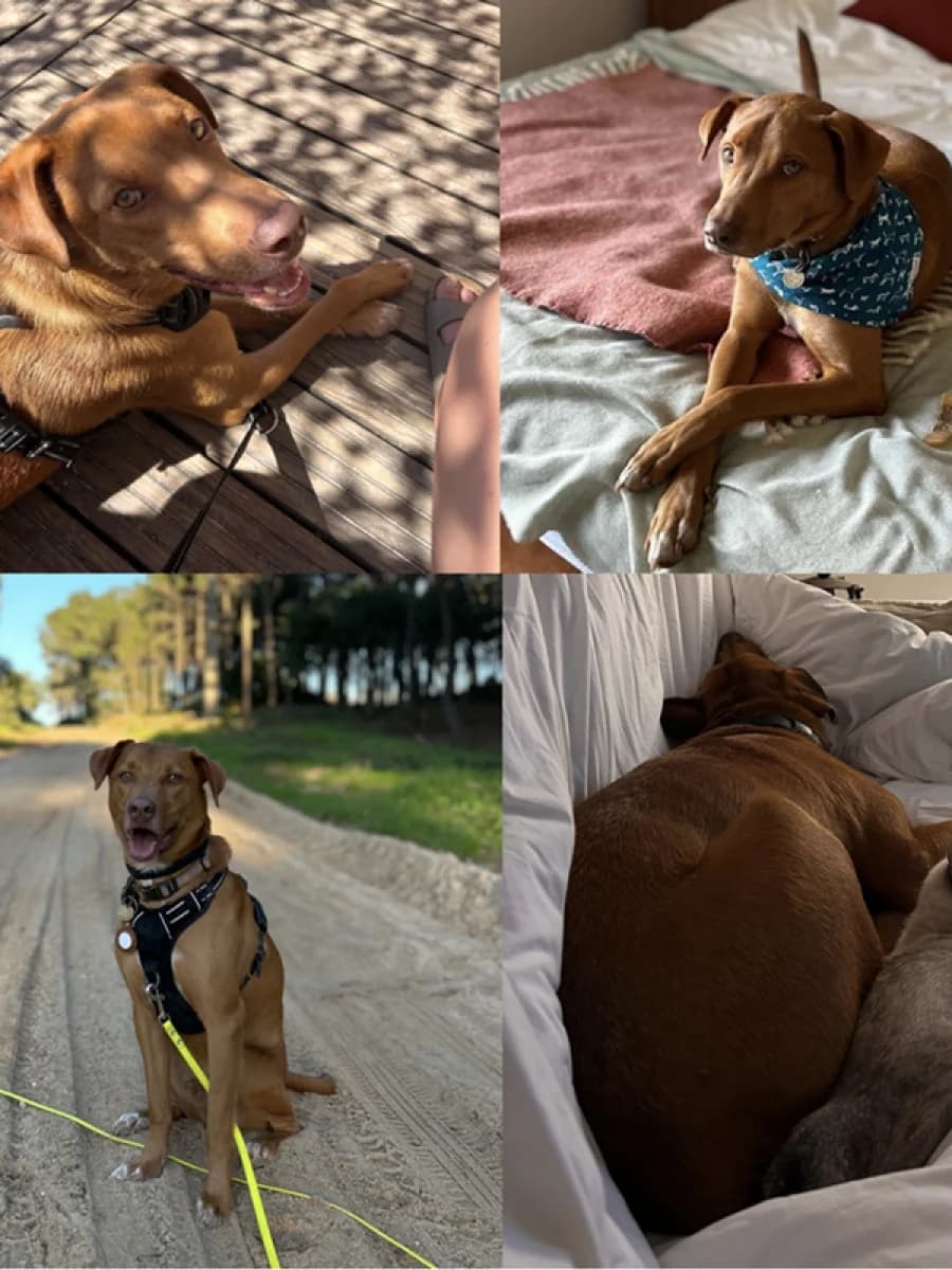 Zuca, male Mixed Breed for adoption at ABRA Braga, Braga