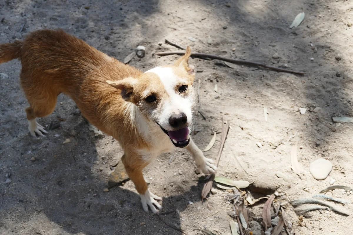 Alex, male senior mixed breed for adoption at Abrigo Associação