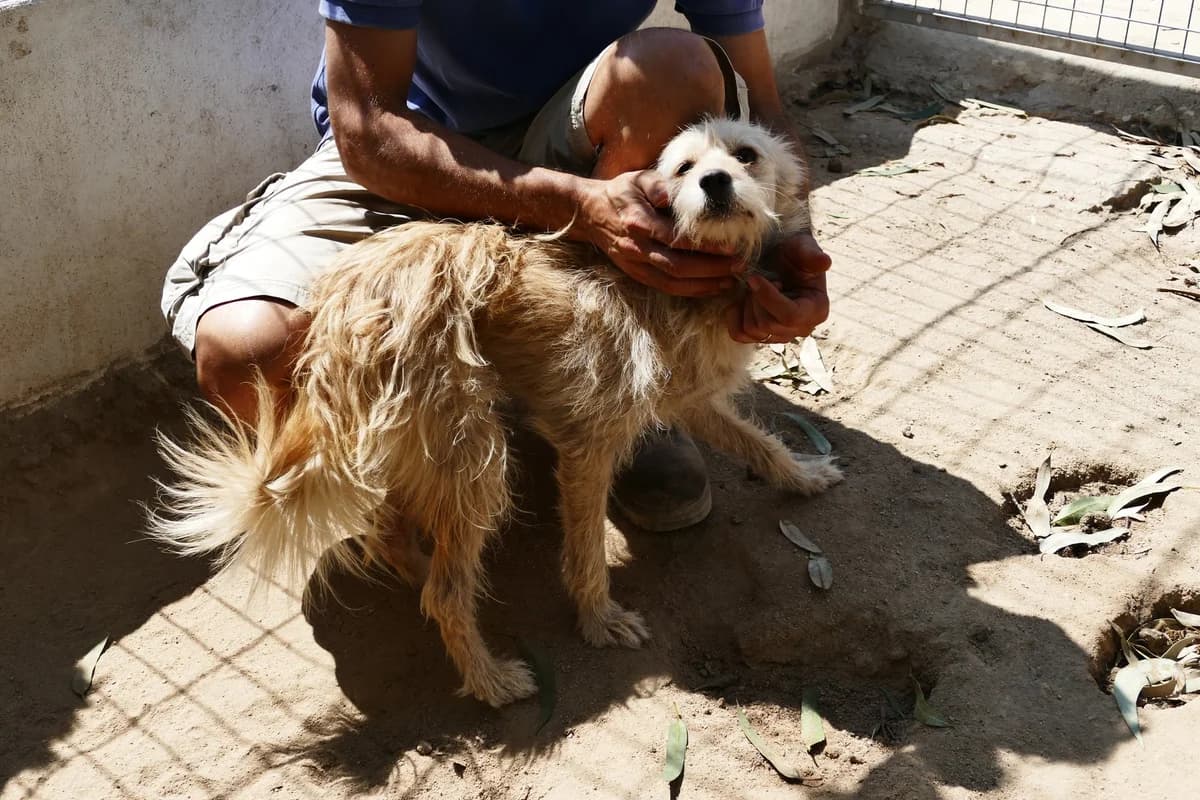 Apolo,  (Abrigo Associação)