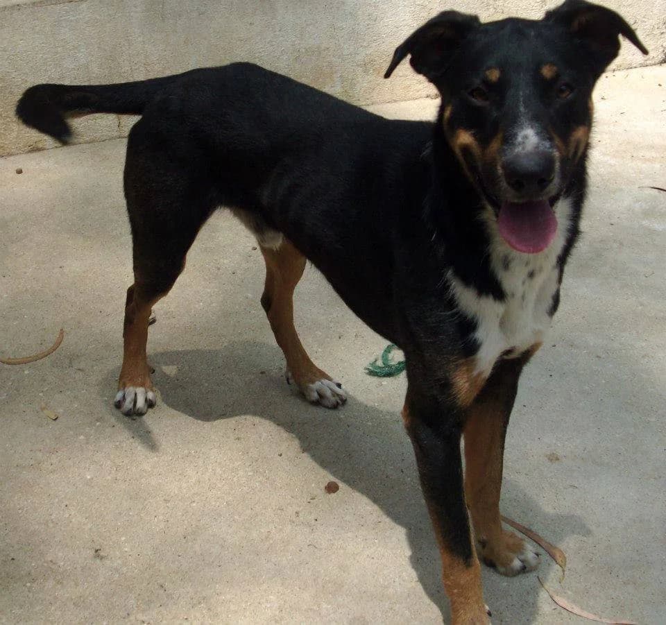 Átila, male senior mixed breed for adoption at Abrigo Associação
