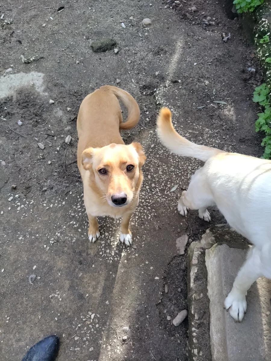 Bela,  (Abrigo Associação)