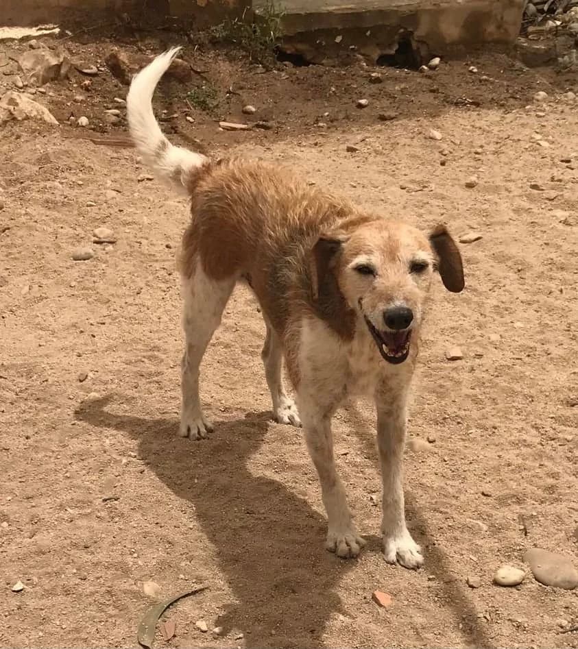 Ben, male senior mixed breed for adoption at Abrigo Associação