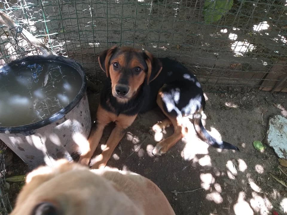 Betty,  (Abrigo Associação)