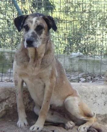 Bolota, female senior mixed breed for adoption at Abrigo Associação