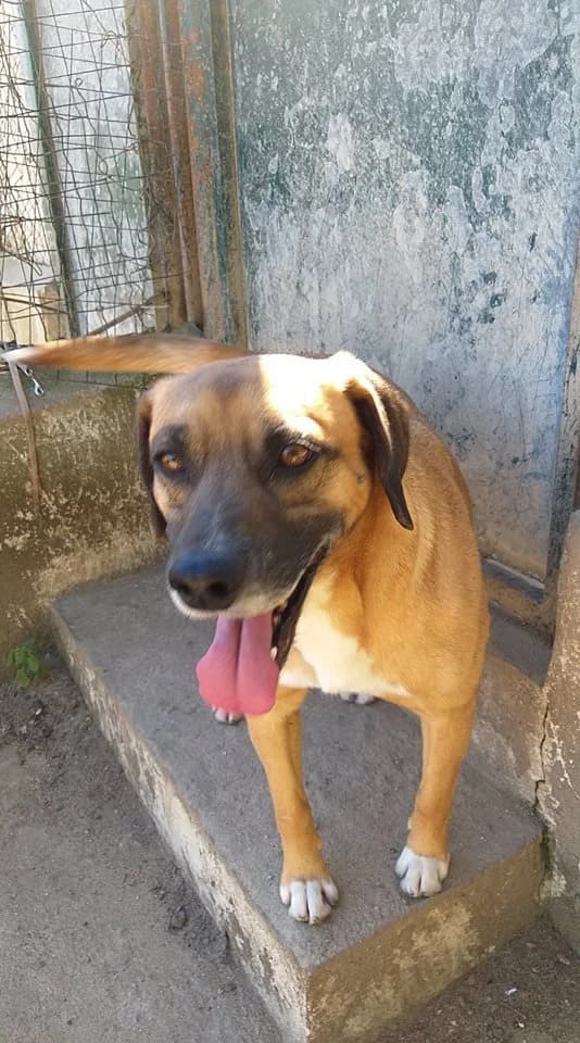 Boogie, male senior mixed breed for adoption at Abrigo Associação