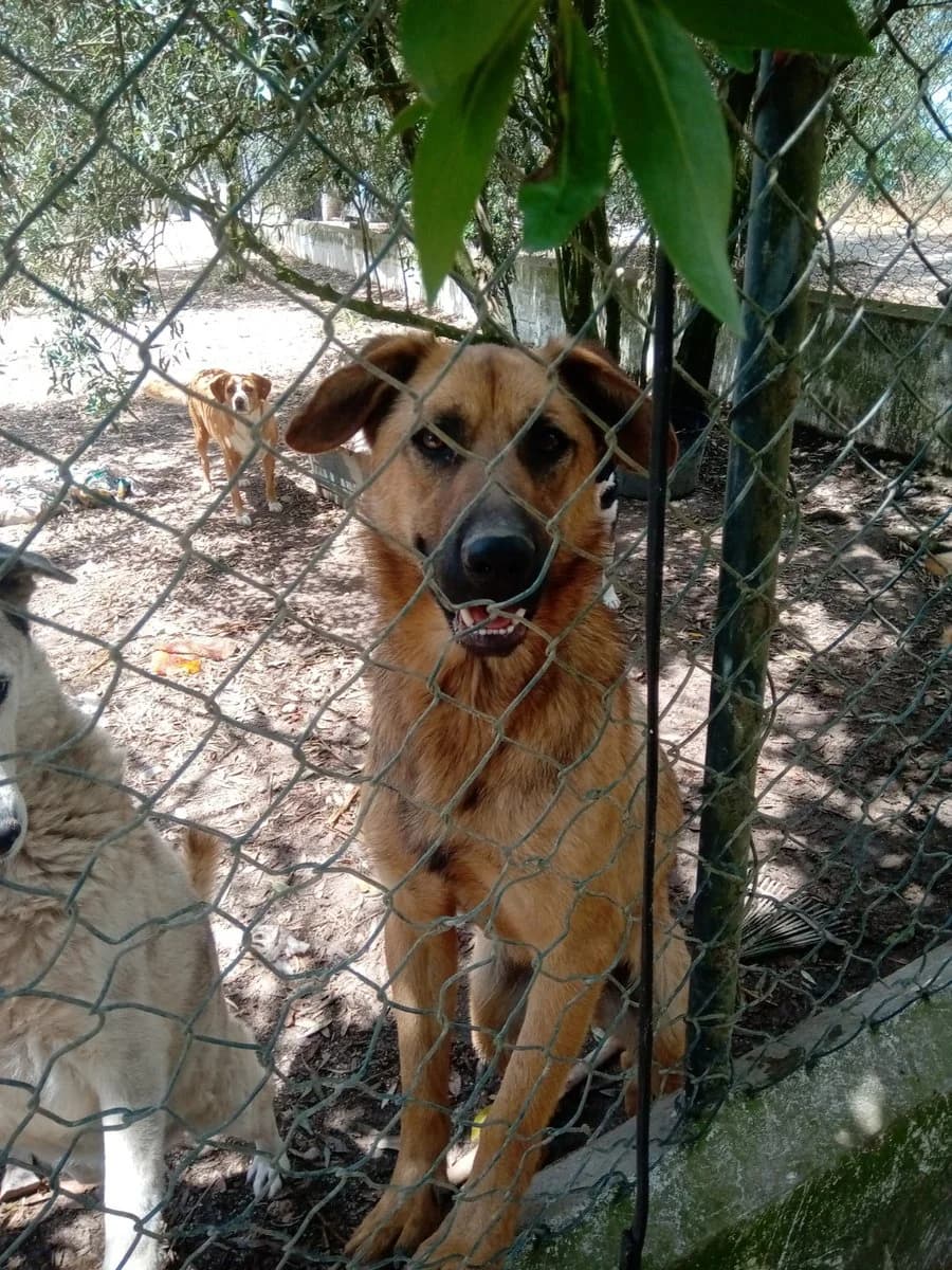 Boris,  (Abrigo Associação)