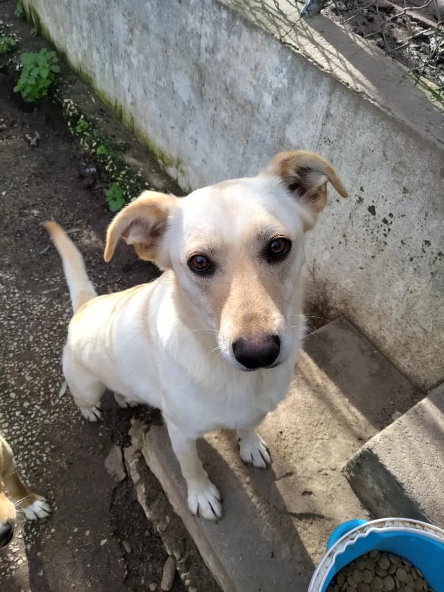 Branca,  (Abrigo Associação)
