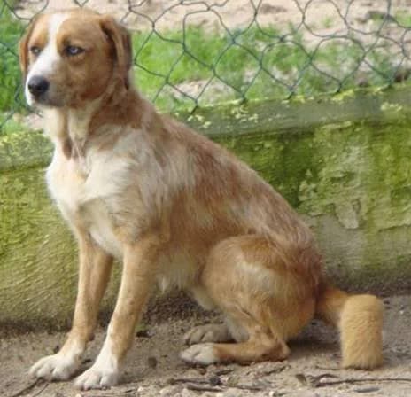 Bruce, male senior mixed breed for adoption at Abrigo Associação