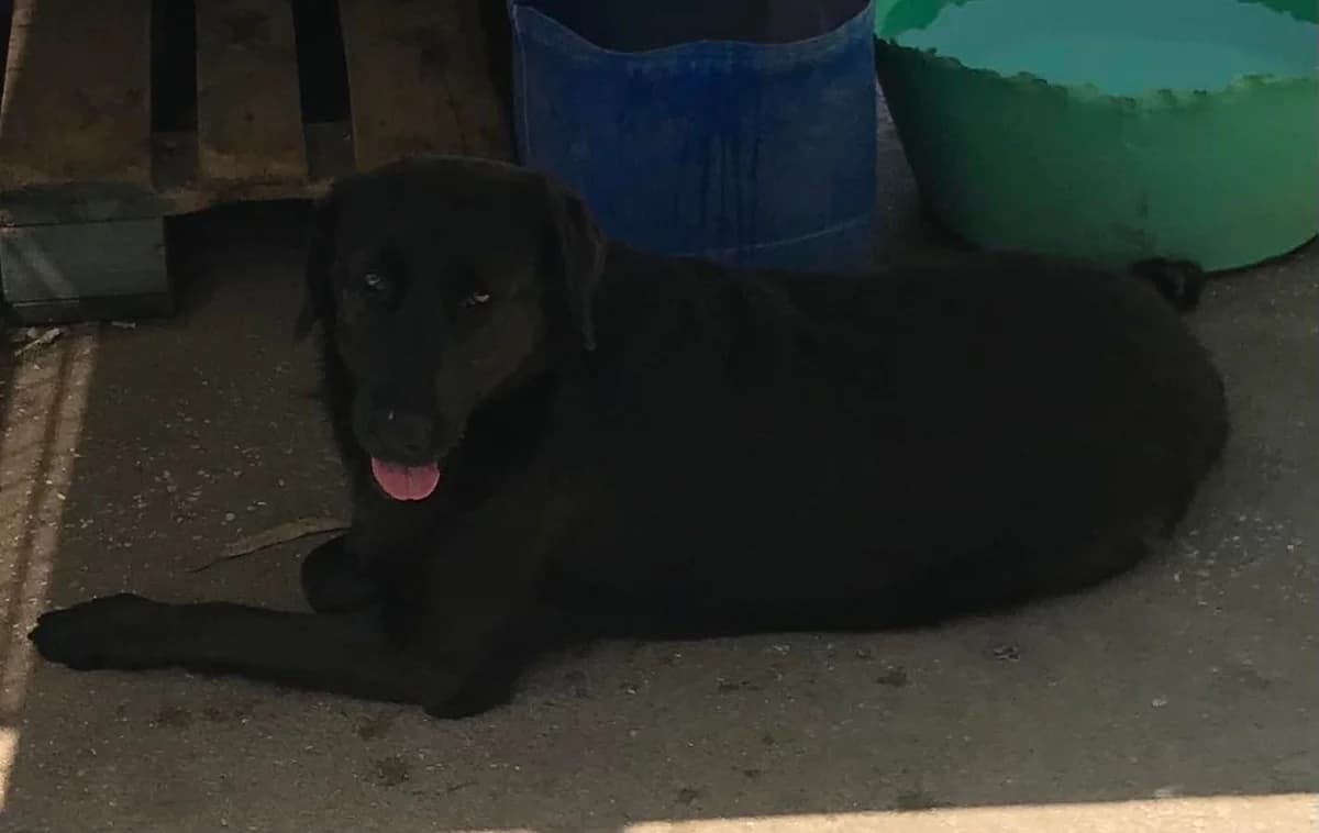 Cassandra,  (Abrigo Associação)