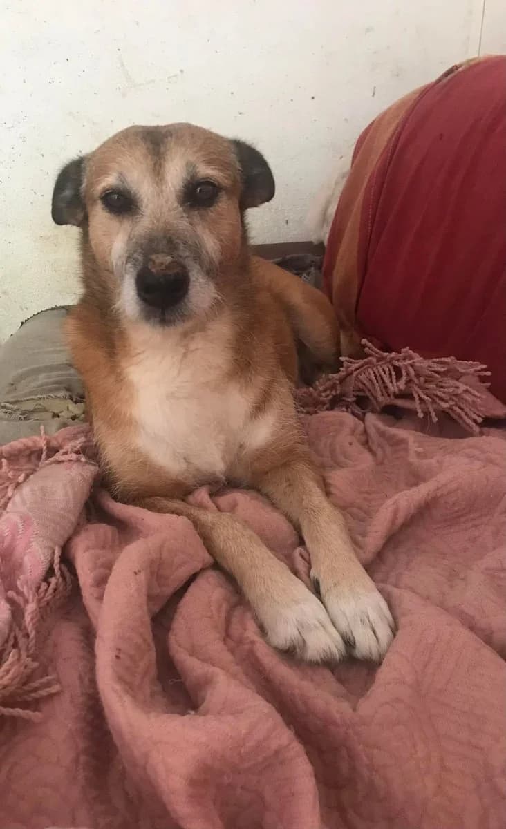 Diego,  (Abrigo Associação)